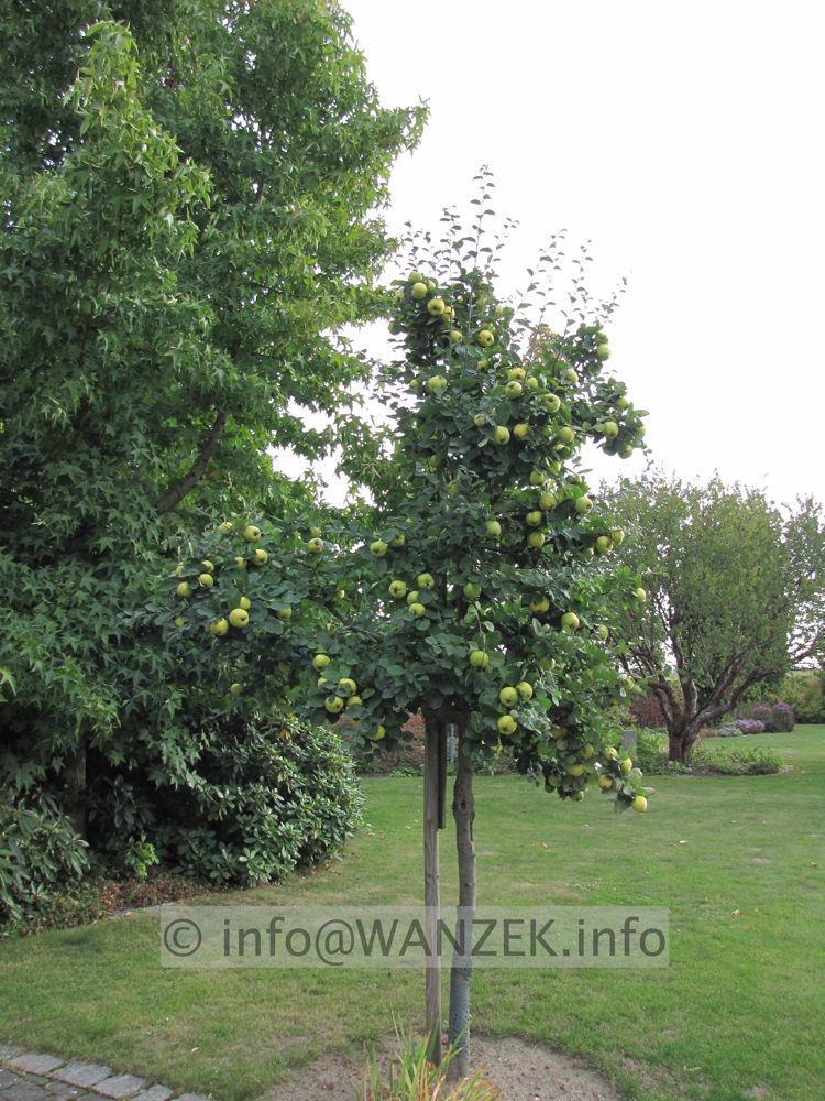 Quitte Konstantinopeler 03 voller Fruechte.JPG